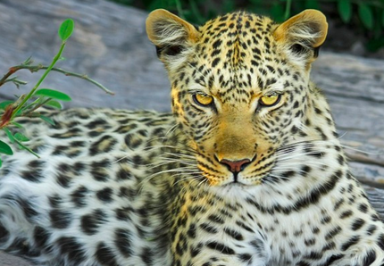 Usa, leopardi positivi al covid